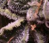 trichome-2.jpg