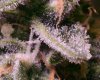 trichome-3.jpg