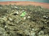 1st grow 002.jpg 1st grow 002.jpg