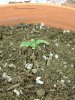 1st grow 004.jpg 1st grow 004.jpg