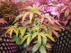 Mossys seeds 031.jpg
