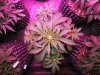 Mossys seeds 050.jpg