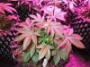 Mossys seeds 041.jpg