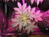 Mossys seeds 045.jpg