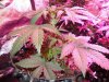 Mossys seeds 047.jpg