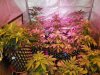 Mossys seeds 059.jpg