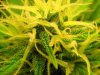 Day57Buds1.jpg