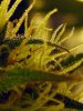 Day57Buds2.jpg
