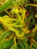 Day57Buds3.jpg