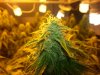 more bud shots 006.jpg
