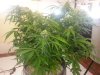 more bud shots 010.jpg
