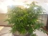 more bud shots 011.jpg