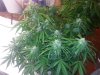 more bud shots 012.jpg