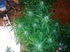 more bud shots 013.jpg