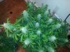 more bud shots 015.jpg