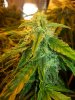 more bud shots 020.jpg