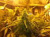 more bud shots 024.jpg