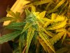 more bud shots 025.jpg