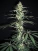 SOUR JACK_3-6-13 4.jpg