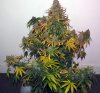 CM_chop_3-small.jpg