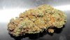 CM_dry_5-small.jpg