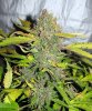 RSD_16-small.jpg