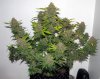 RSD_12-small.jpg