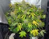 RSD_11-small.jpg