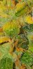 Screenshot_20181221-115926_Gallery.jpg
