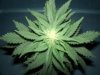 party cup  grow off 009.jpg