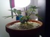 plant 1 side.jpg