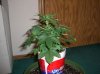AA2 #3_9-9-11.JPG