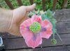 afn pics of bsh & xchz poppy 005.jpg