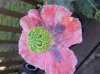 afn pics of bsh & xchz poppy 008.jpg