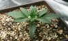 RRF_Day12_1.jpg RRF_Day12_1.jpg