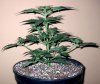 Pineapplegum 1.jpg