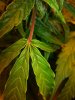 more bud shots 006.jpg