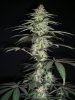 SOUR JACK_3-8-13 3.jpg