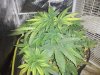 autoflower.jpg