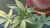 100_0404.jpg
