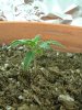 1st grow 006.jpg 1st grow 006.jpg