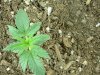1st grow 007.jpg 1st grow 007.jpg