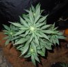 Mossys seeds 004.jpg