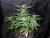 Mossys seeds 001.jpg