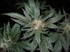 Mossys seeds 013.jpg