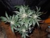Mossys seeds 011.jpg