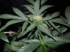 Mossys seeds 018.jpg