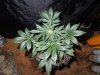 Mossys seeds 017.jpg