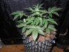 Mossys seeds 016.jpg