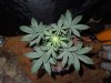 Mossys seeds 021.jpg